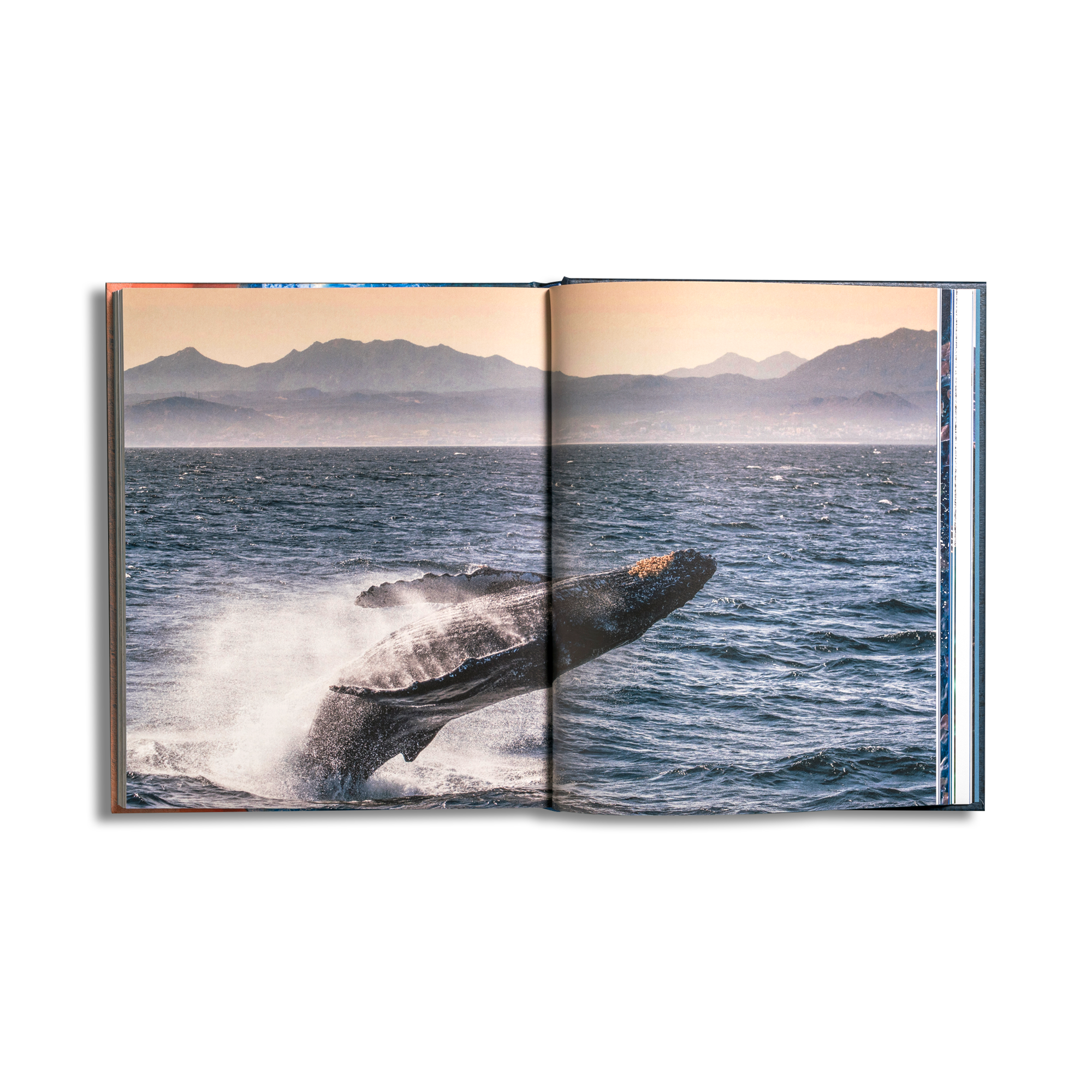 Baja California Península - Image 5